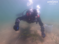 Dykker udplanter ålegræs i ringformede mønstre